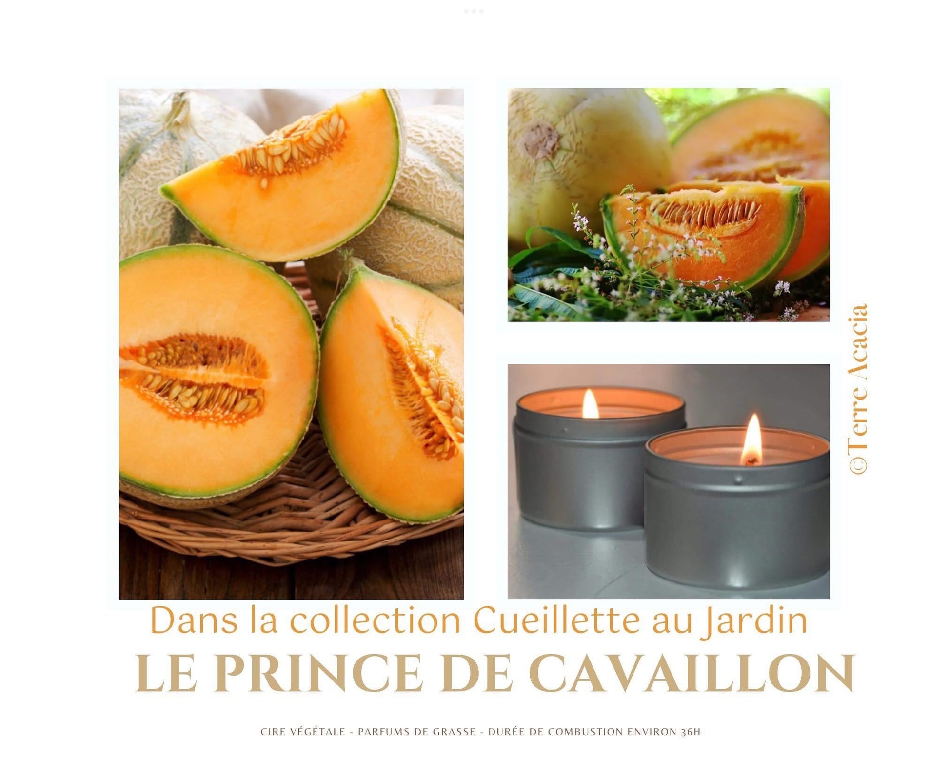 Bougie  Le Prince de Cavaillon