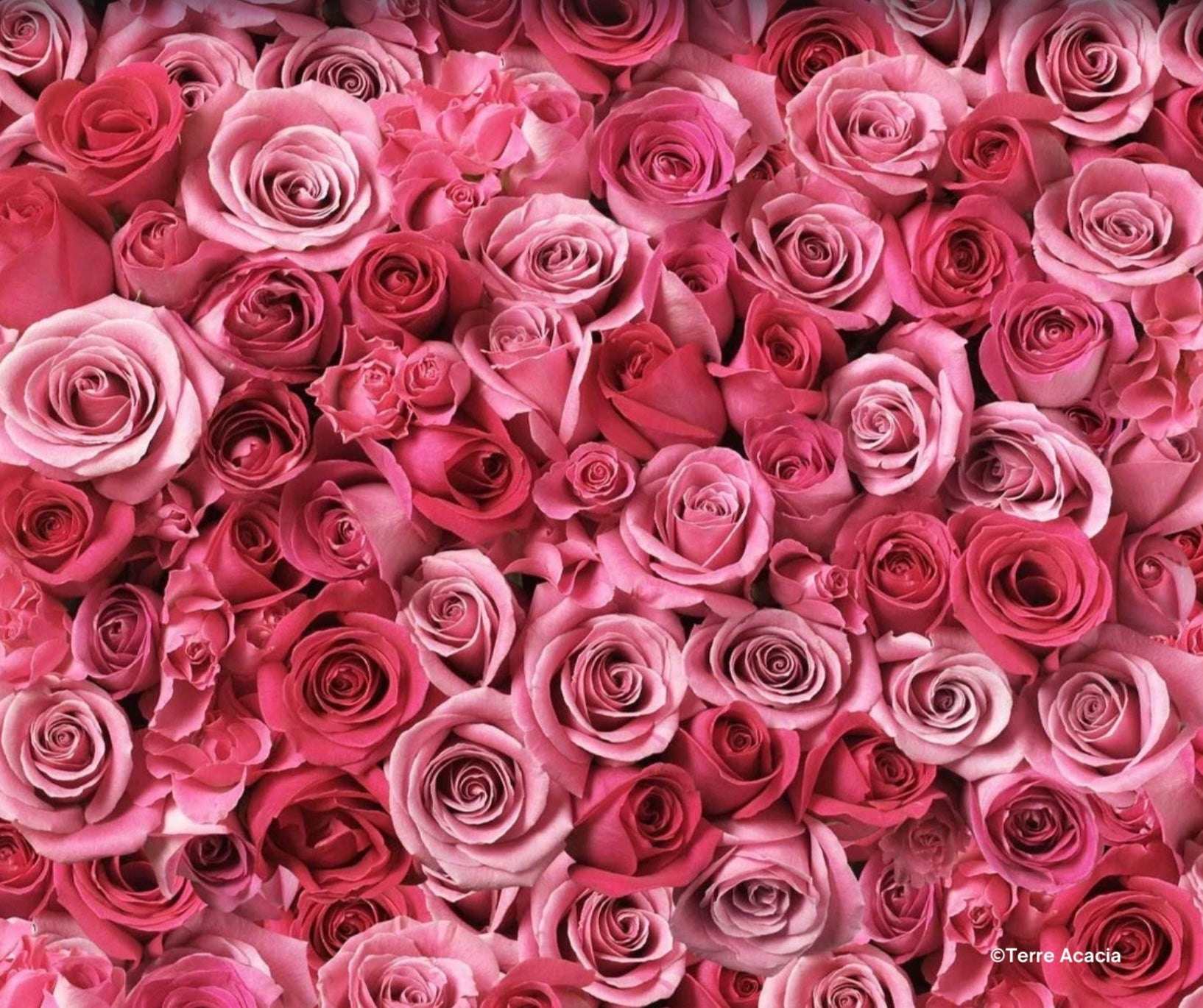 Fondant Rose et Fleur de Pommier