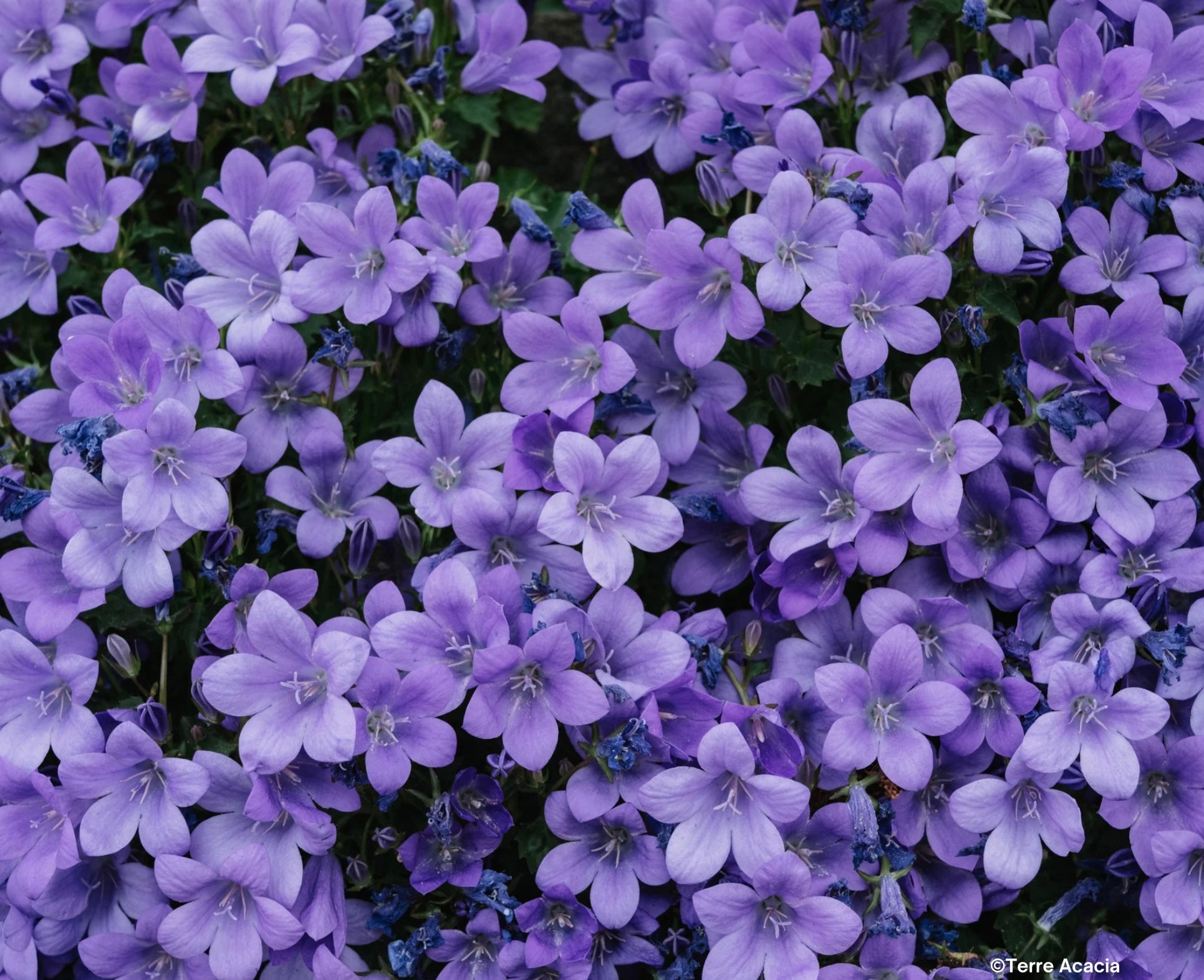 Fondant Violette