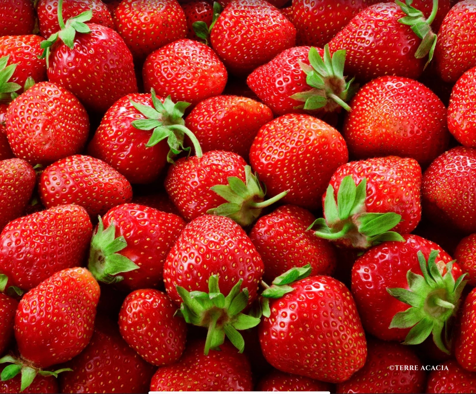 Fondants Fraise