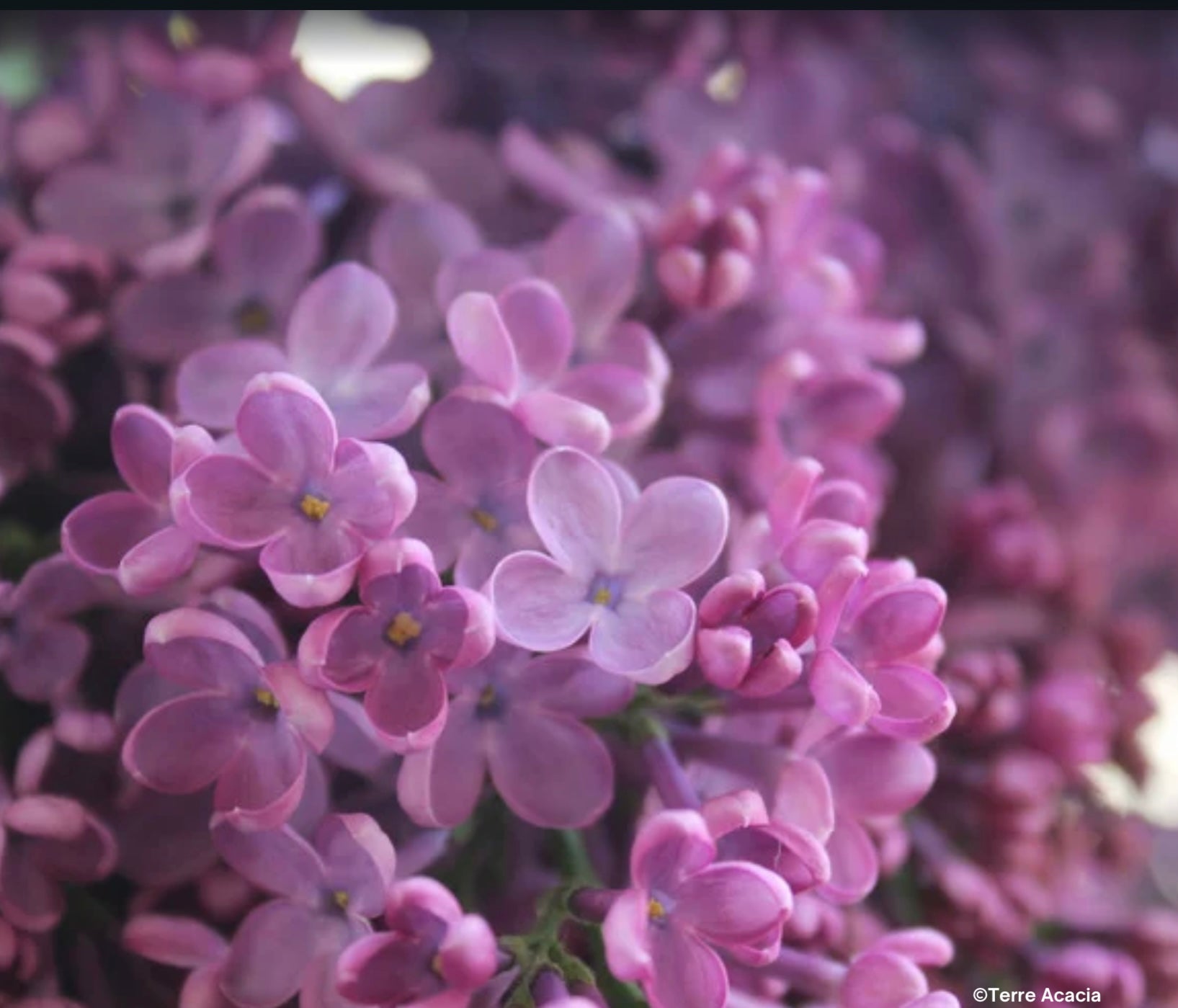 Fondant Lilas