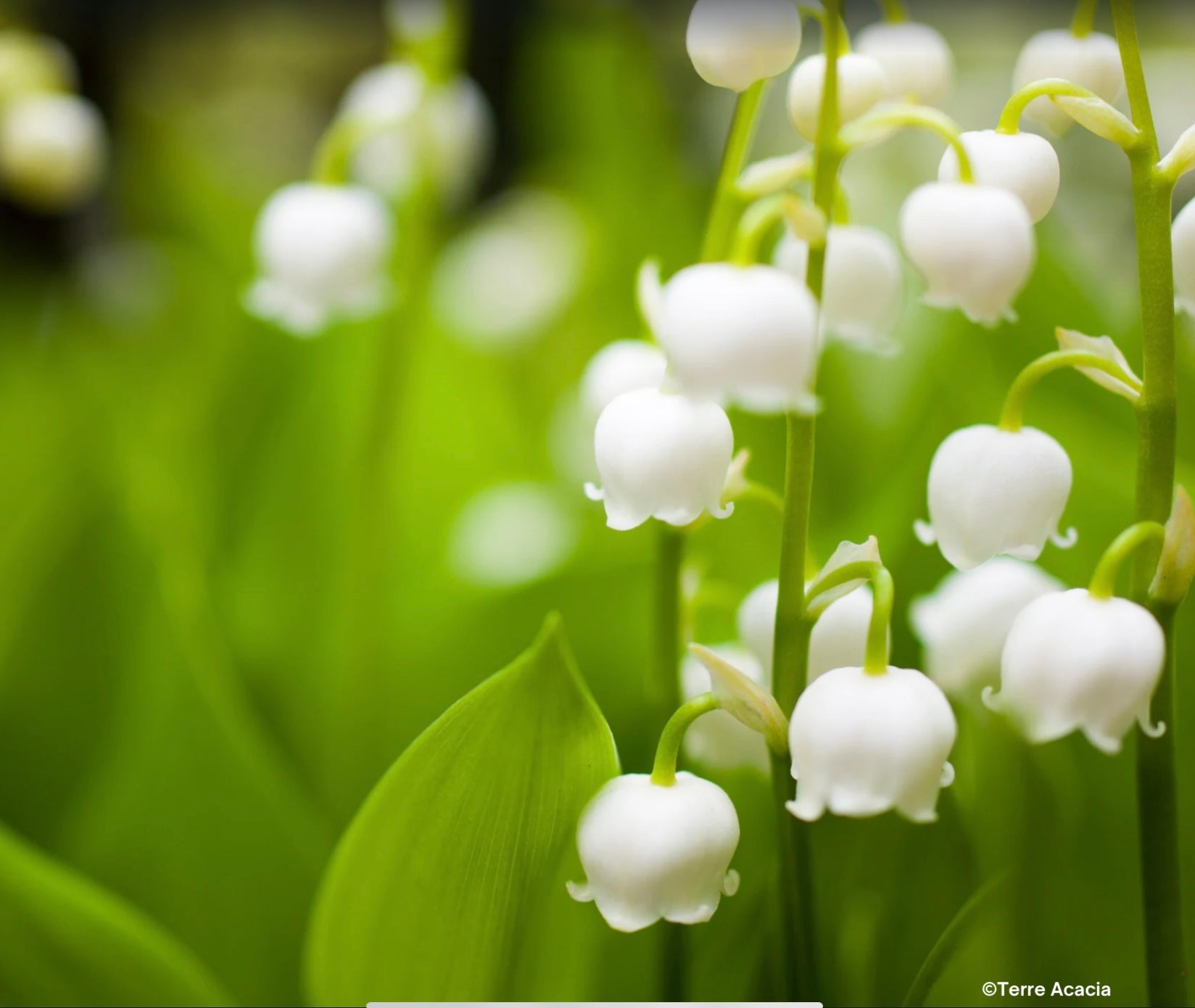 Fondant Muguet