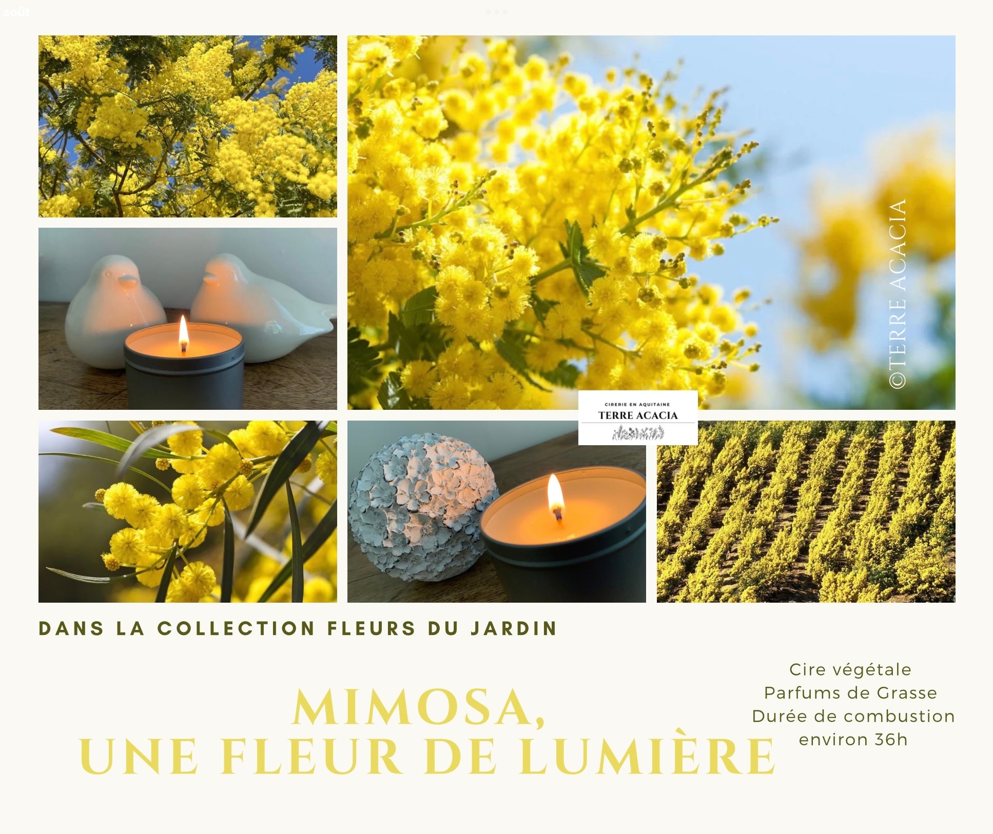Bougie Mimosa, une Fleur de Lumière