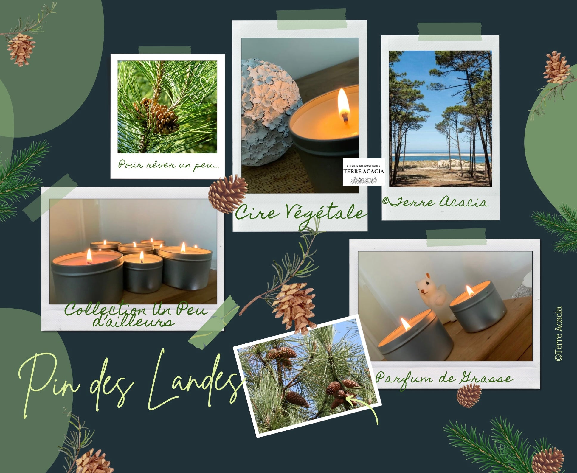 Bougie Pin des Landes