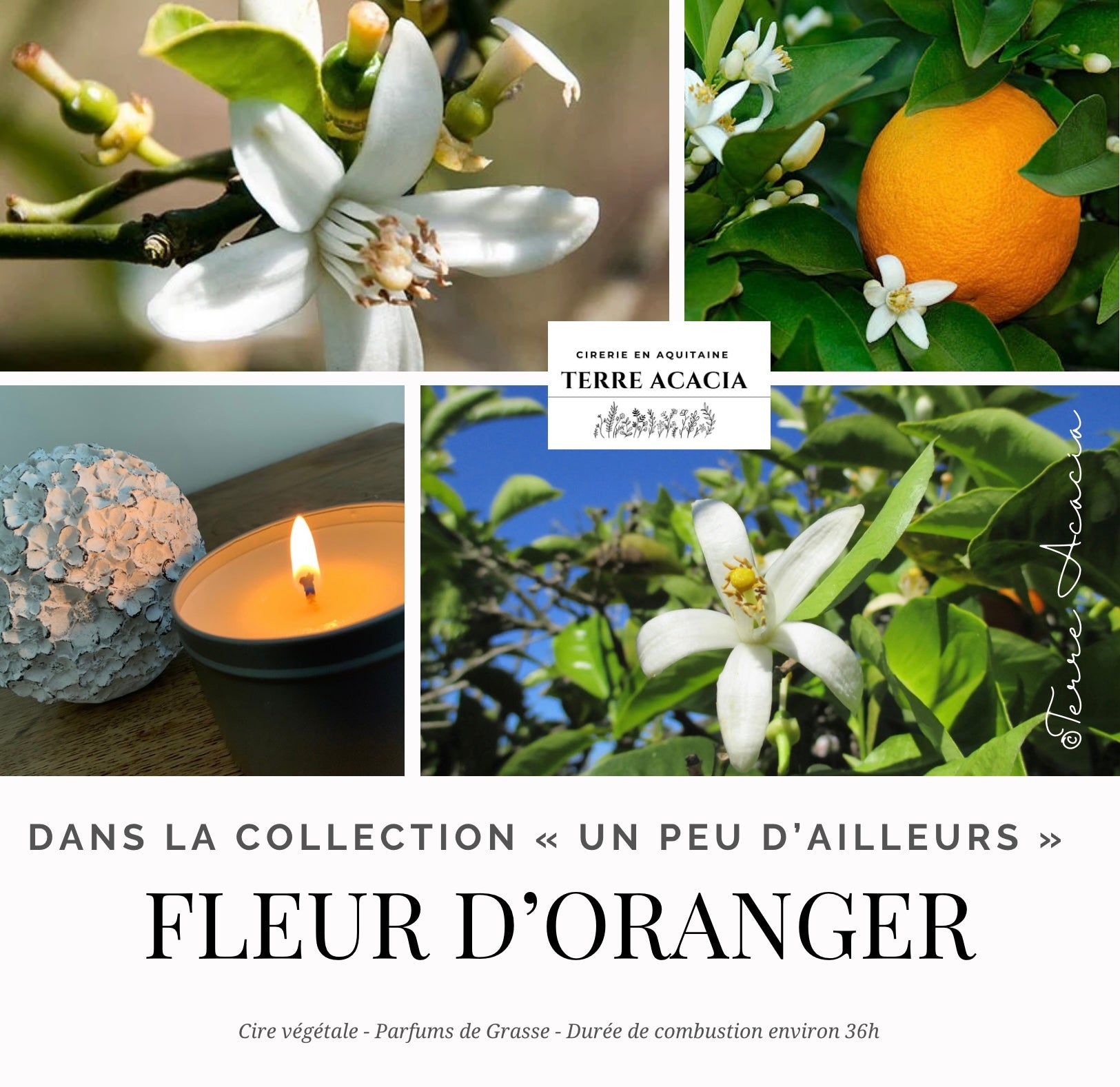 Bougie  Fleur d’Oranger